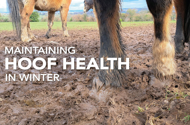 Maintaining Hoof Health In Winter - Equine Science Matters™